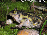 Eastern Spadefoot Toad 